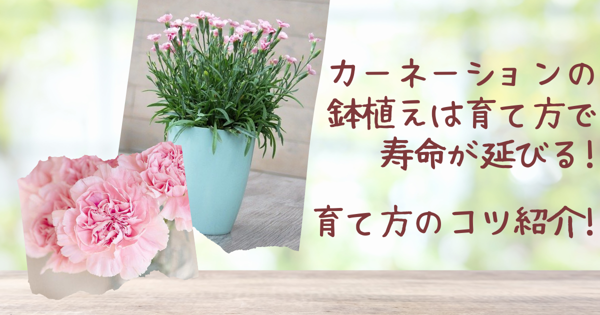 カーネーションの鉢植えは育て方で寿命が延びる 育て方のコツ紹介 日常コレクション
